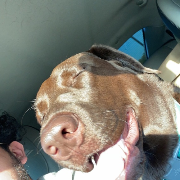 Meet your Posher, Vincent - Picture 1 of 1